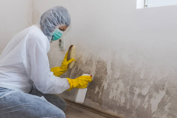 Best Mold Prevention Services  in Sandy Oaks, TX