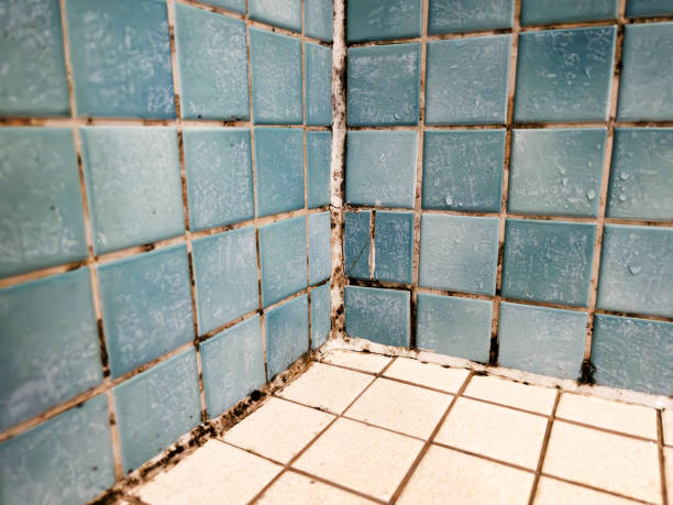 Best Comprehensive Air Testing for Mold Contaminants  in Sandy Oaks, TX