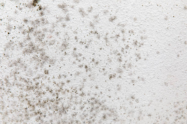 Best Industrial Mold Remediation  in Sandy Oaks, TX